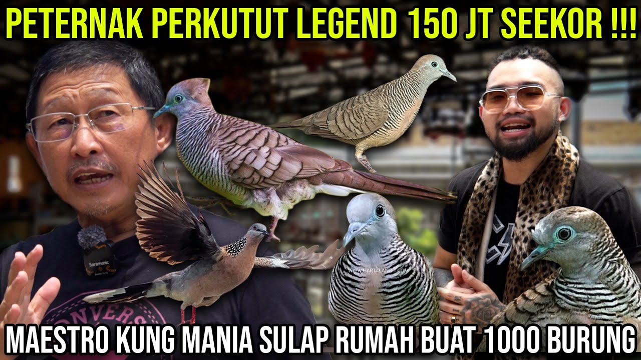 PETERNAK PERKUTUT LEGEND 150 JT SEEKOR!! MAESTRO KUNG MANIA SULAP RUMAH BUAT 1000 BURUNG #indoexotic