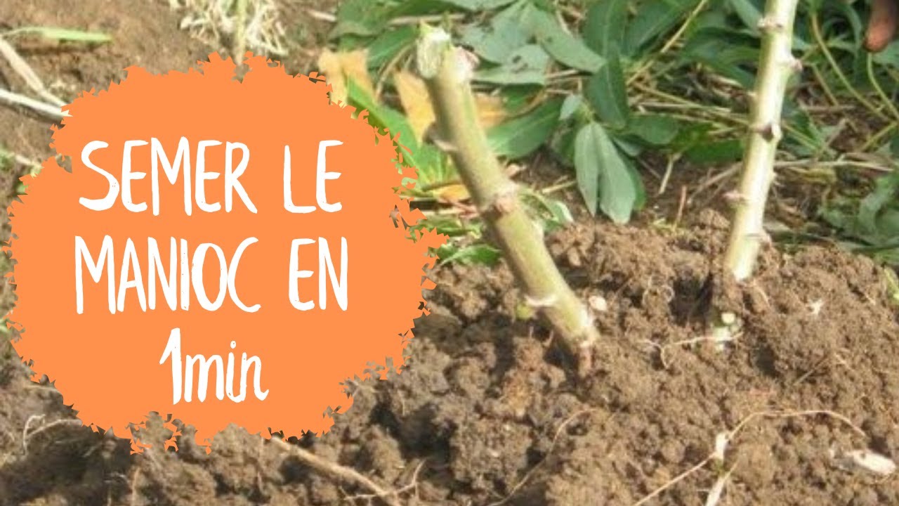 Planter le MANIOC (en 1 minute)