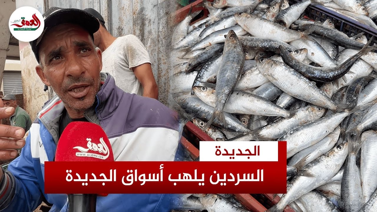 أسعار السردين تلتهب بسوق السمك.. وباعة يكشفون الأسباب ويشكون الشناقة والسوق السوداء