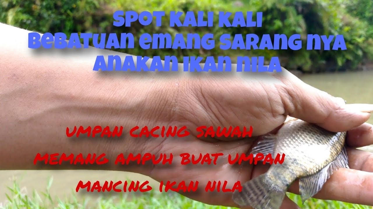 Mancing di spot ini cukup menggunakan umpan cacing sawah hasil cukup memuaskan‼️