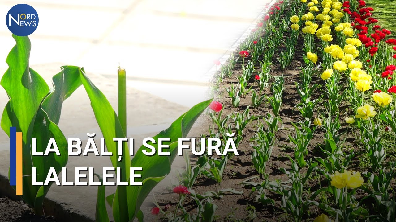 În Bălți se fură lalele. Făptașii au rupt peste o mie de flori