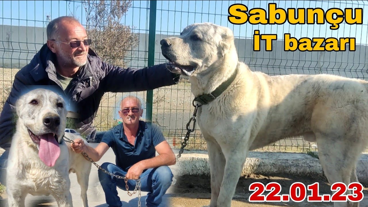 Sabunçu İT bazarı 22.01.23 ( İT Satışı ) Yeni Çəkiliş 👍