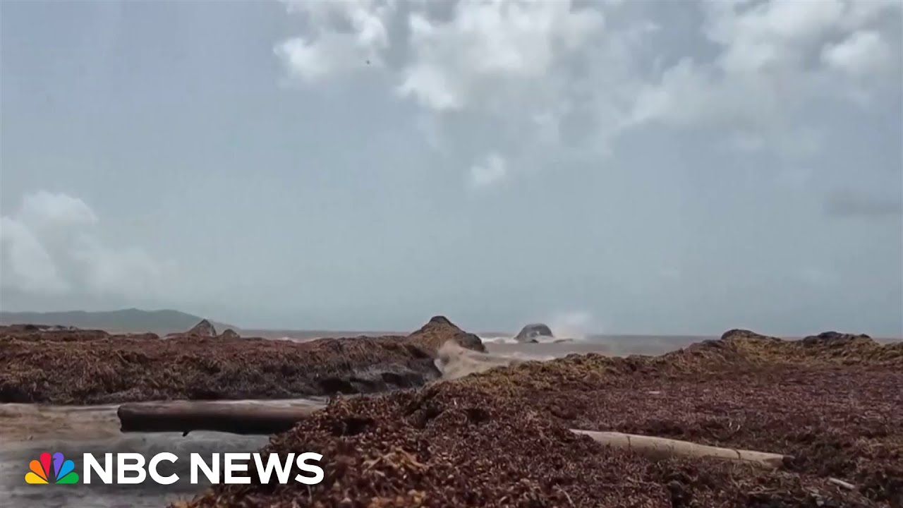 Record seaweed bloom stinks up prime Caribbean vacation beaches