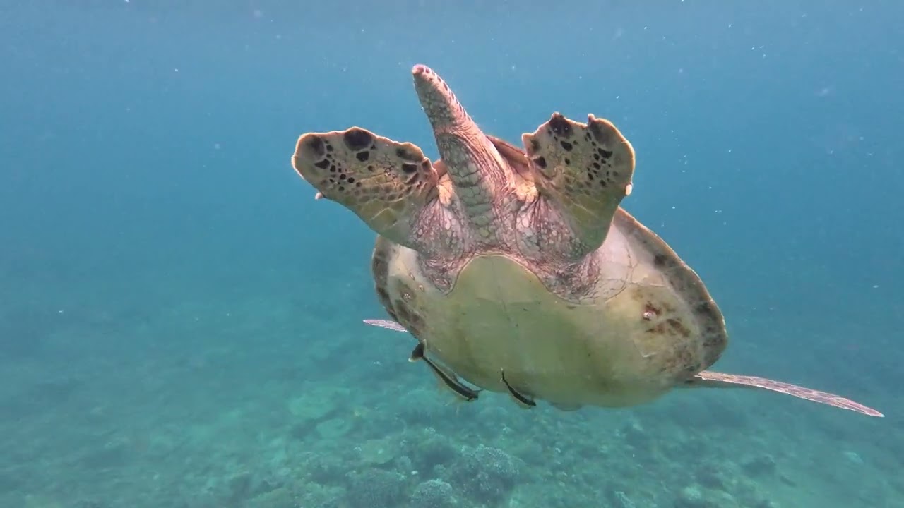 Sea turtle