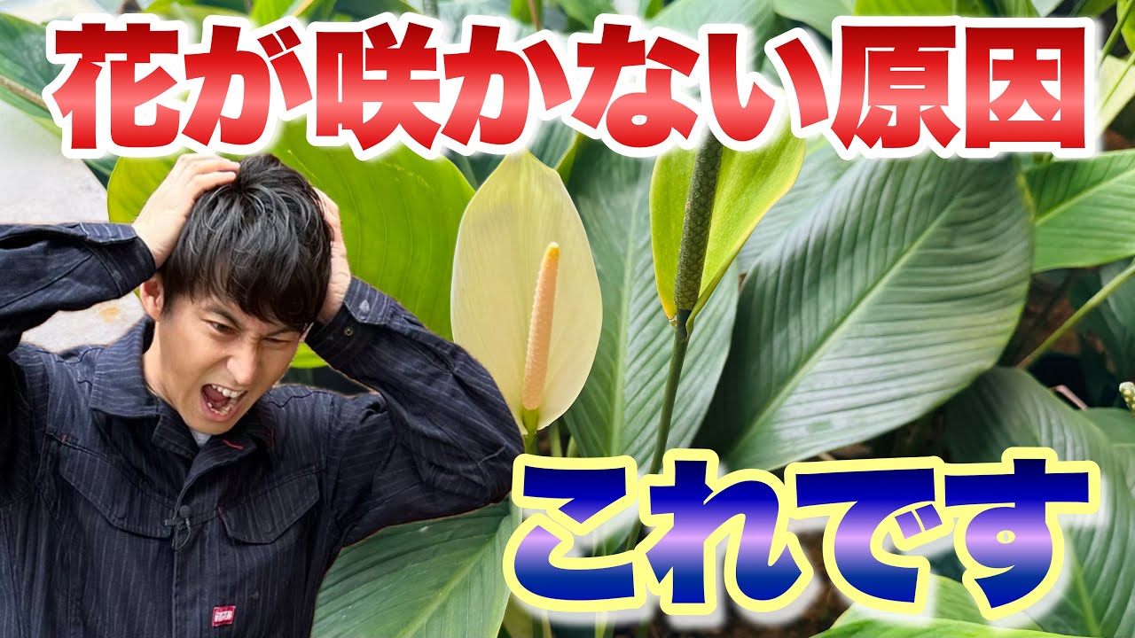 【お悩み解決】スパティフィラム、花が咲かない原因は&ldquo;この6つ&rdquo;です