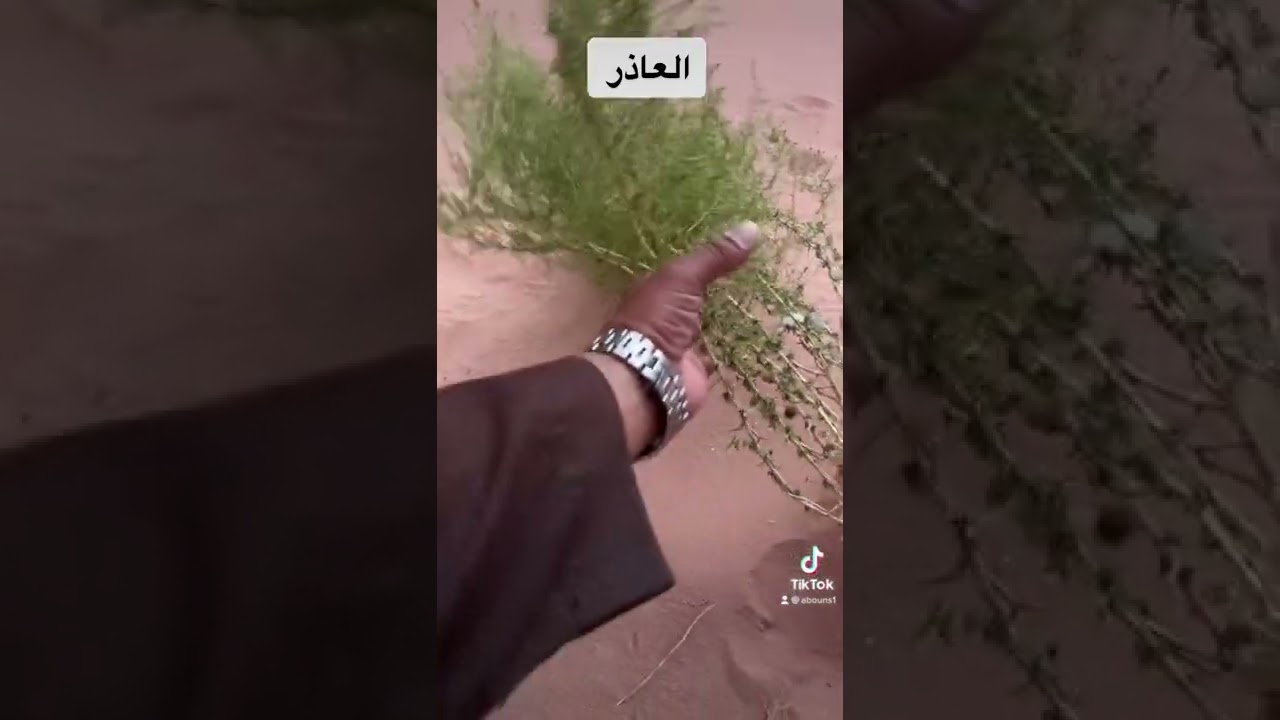 العاذر