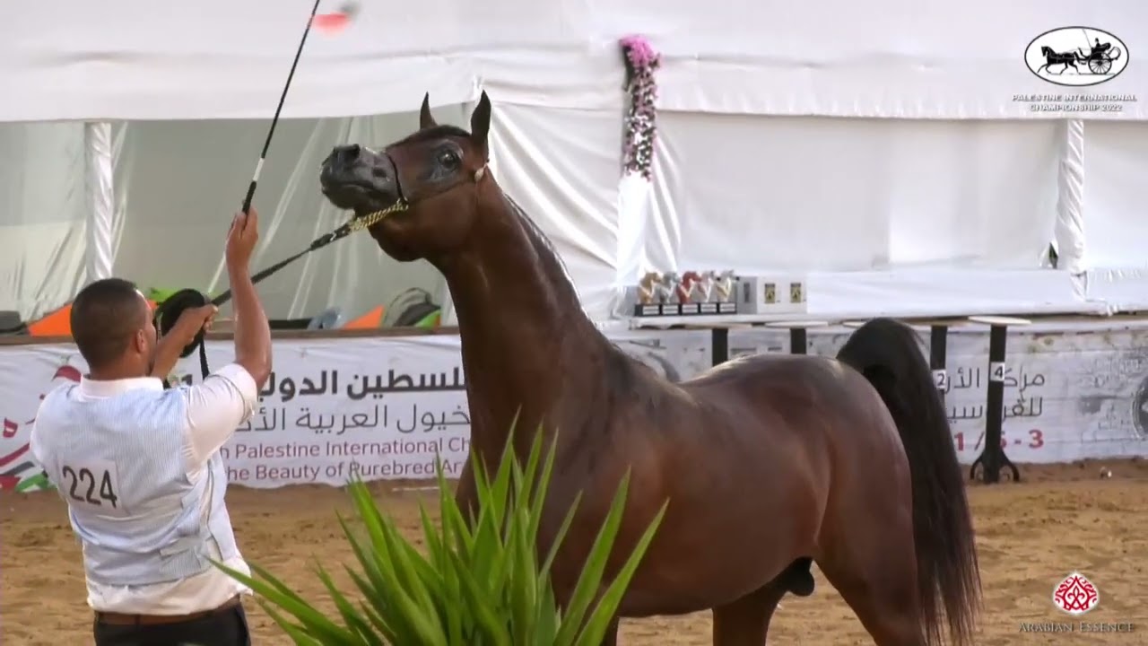N 224 RAWAF AL BIDAYER   Palestine International Championship 2022   Colts 3 Years Old A Class 18