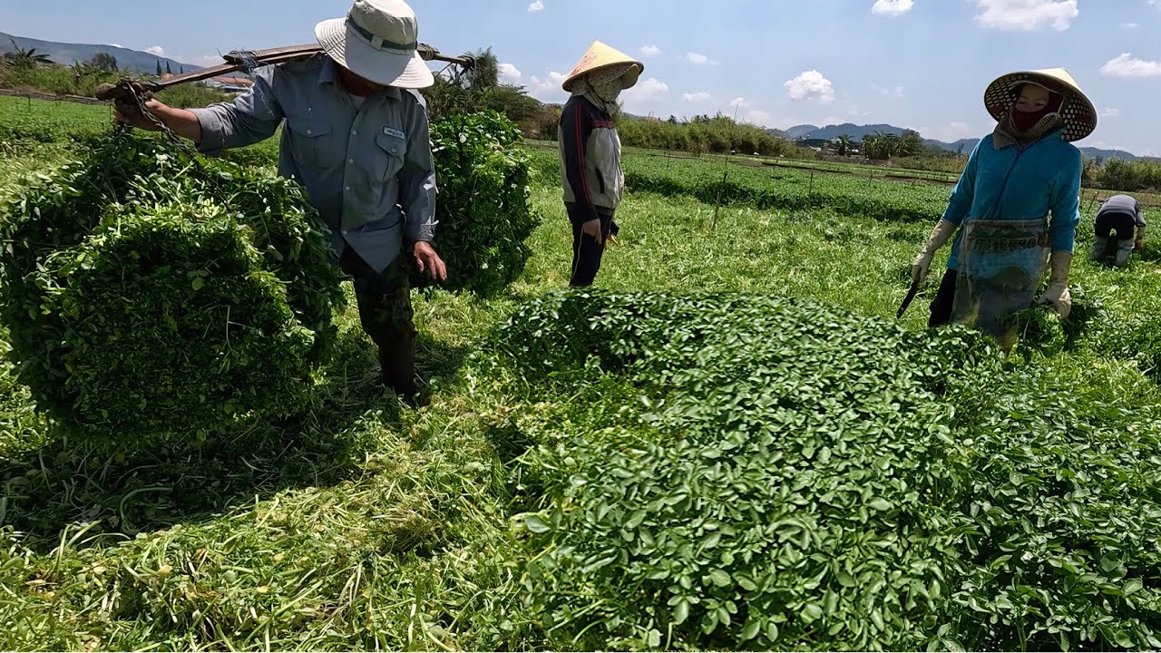 XÀ LÁCH XOONG Đức Trọng, loại rau được xem là 