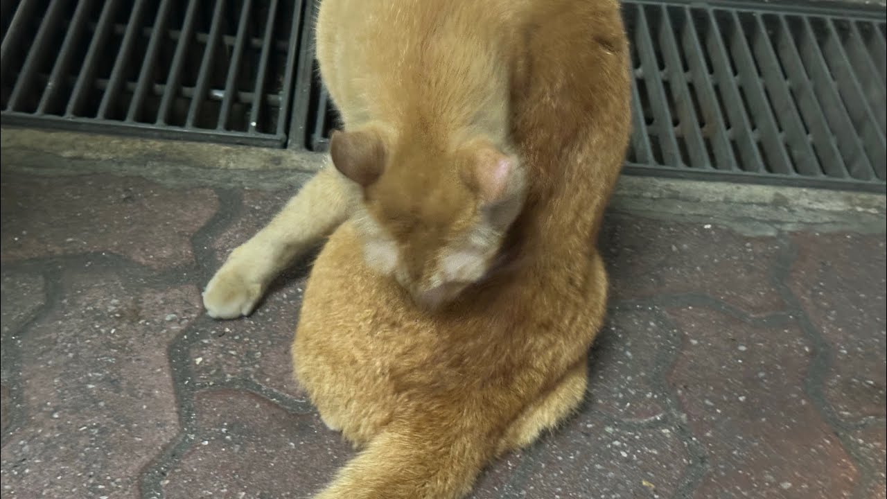 STUBBORN Cat