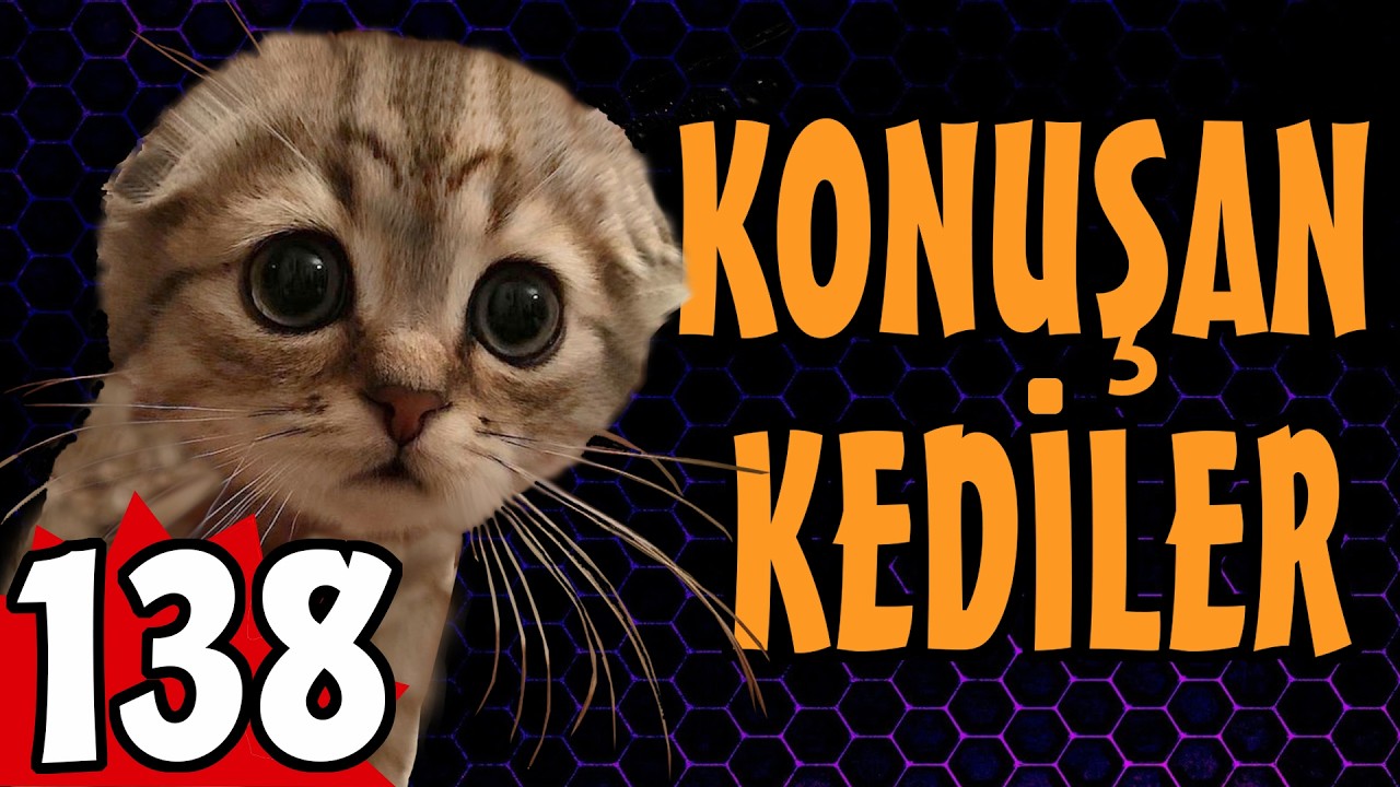 Konusan Kediler 138 - En Komik Kedi Videoları - PATİ TV