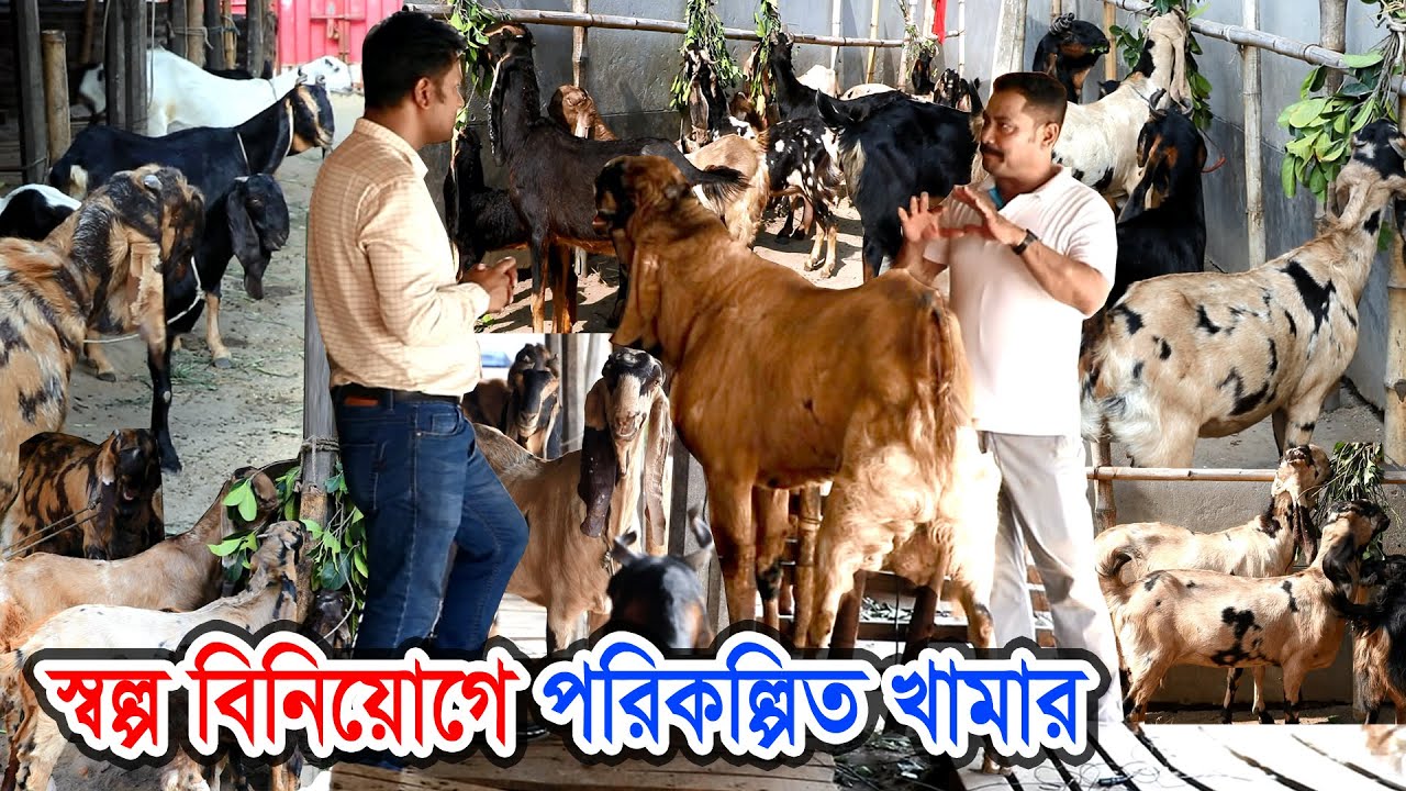 স্বল্প বিনিয়োগে পরিকল্পিত ছাগল লালন পালন | বাচ্চা উৎপাদনে সেরা ছাগলের খামার | জয়া গোট ফার্ম #ছাগলের