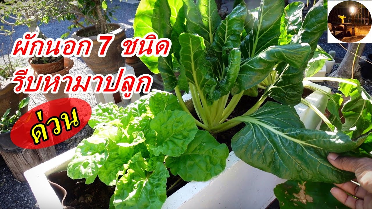 ผักต่างประเทศ7ขนิดที่ควรหามาปลูกด่วนในช่วงโควิด #Ep.133สวนผักหลังบ้าน