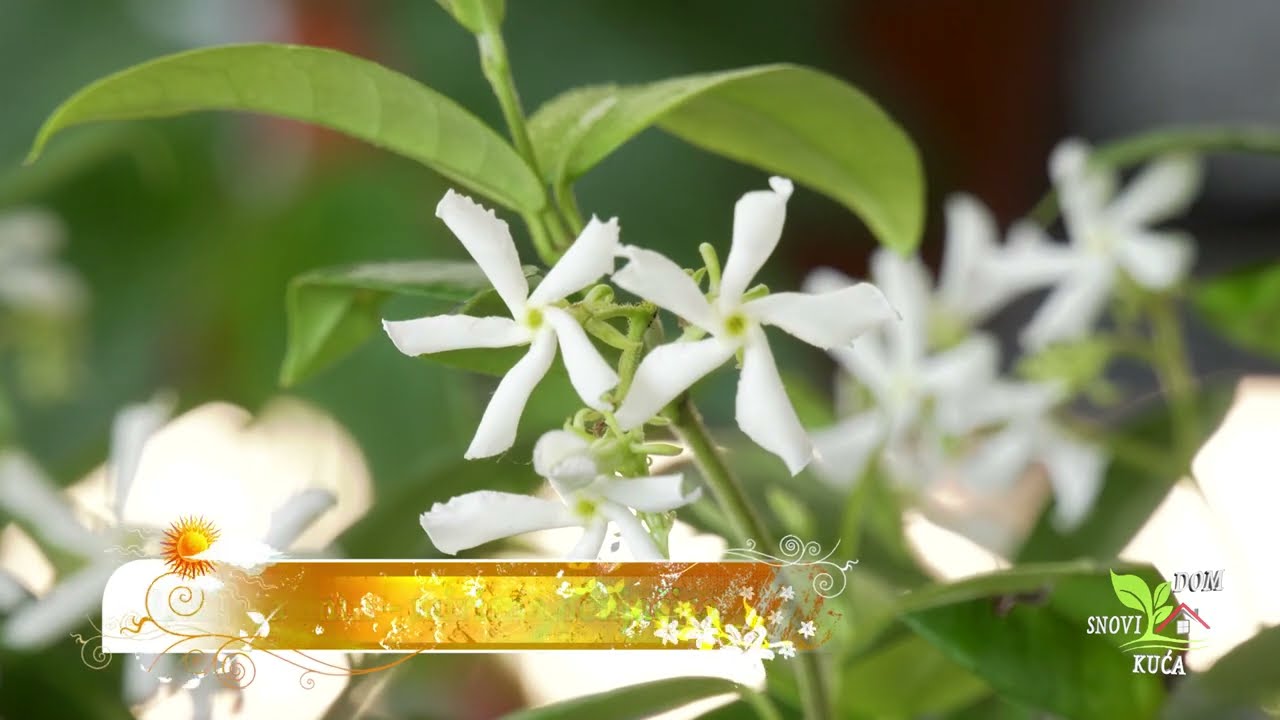 ZVJEZDASTI JASMIN - MIRISNA PUZAVICA
