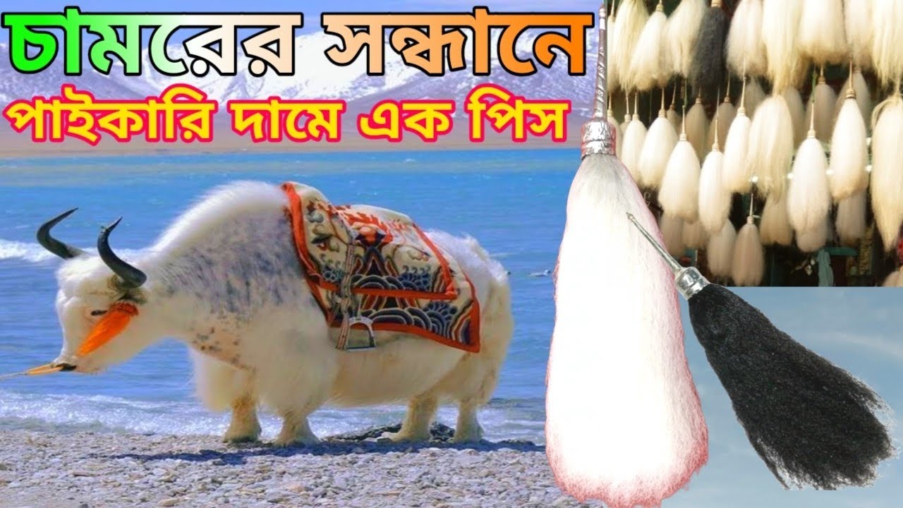 কলকাতার বুকে চামরের সন্ধানে পাইকারি দামে এক পিস  chamur in Calcutta market