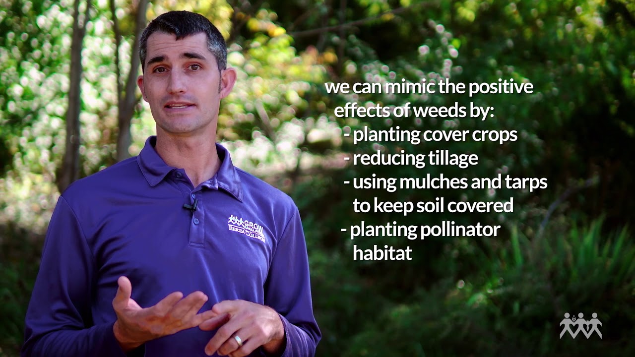 To Weed or Not to Weed? That isn’t really the question...