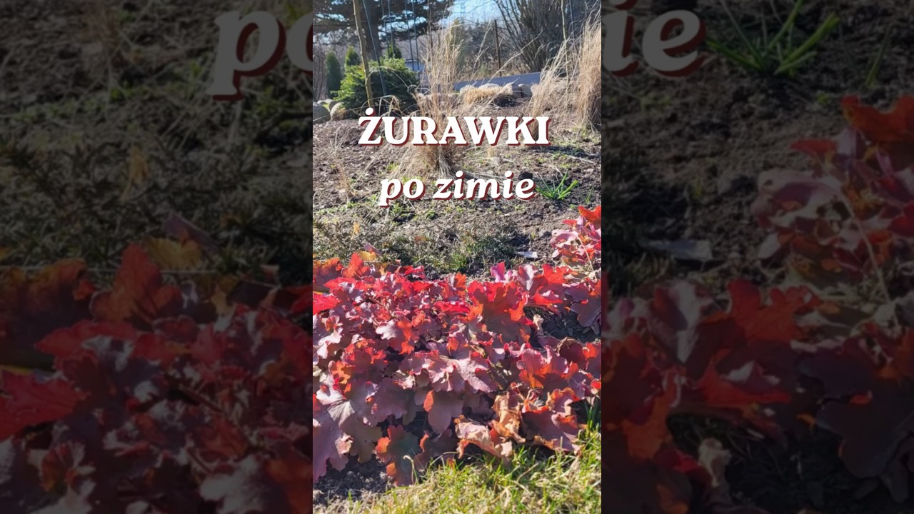 ЖУРАВЛИ ПОСЛЕ ЗИМЫ