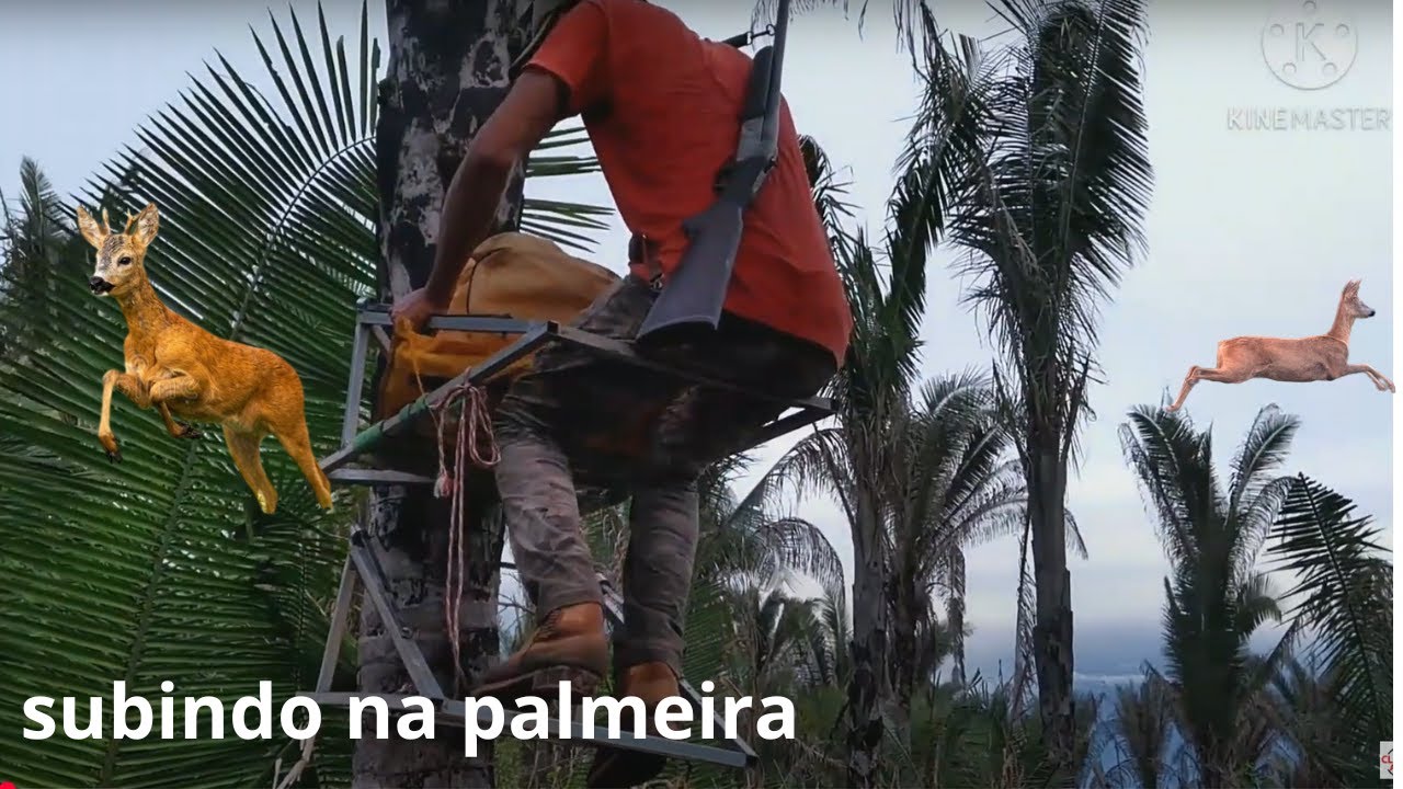 esperando veado mateiro em roça de milho deer hunt ele veioconfiram