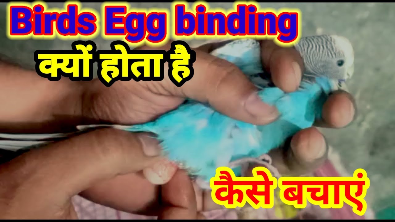 Egg binding in pet birds क्यों होता है.लक्षण . कैसे ठीक करें