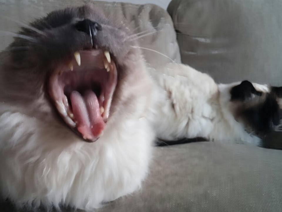 Living with a Deaf Cat