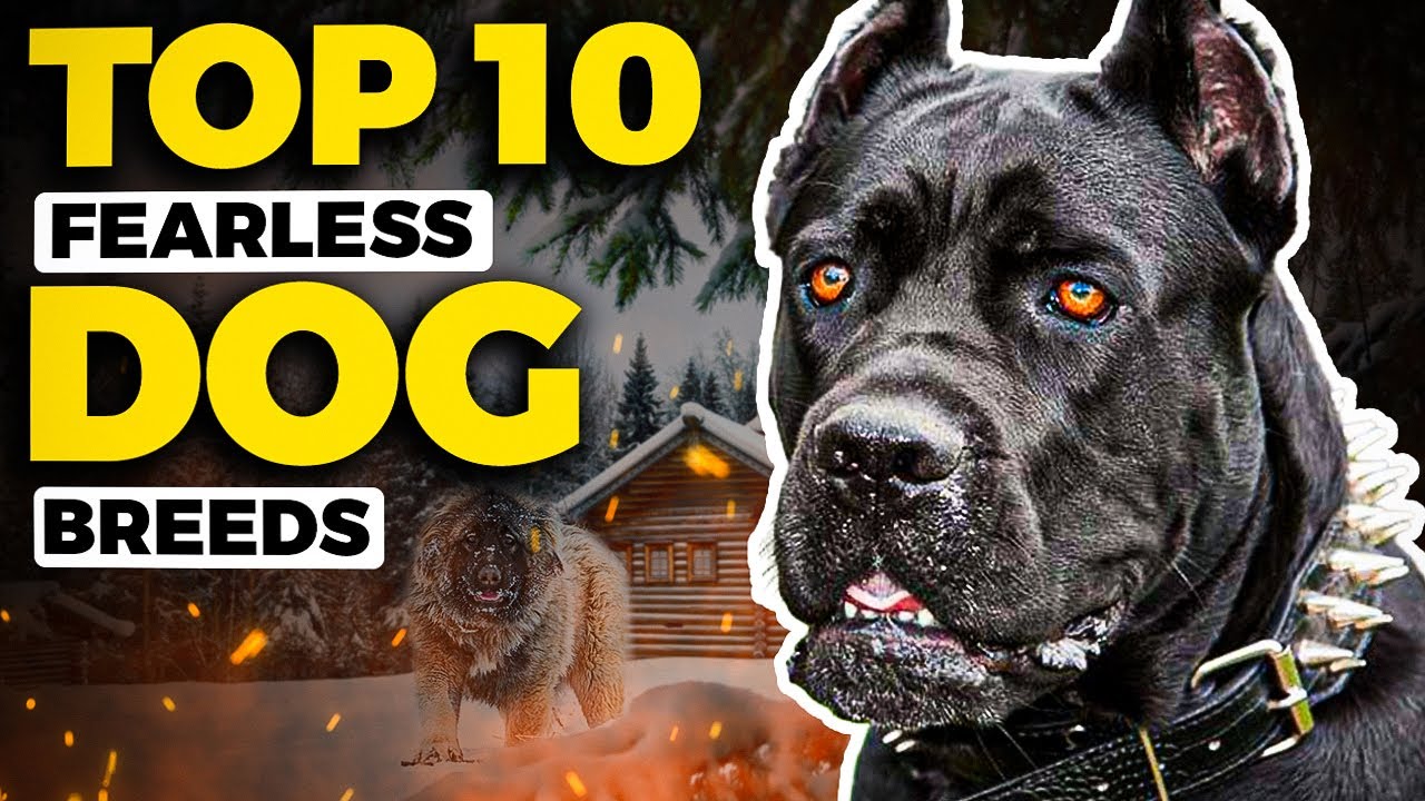 Top 10 Fearless Dog Breeds for 2022!