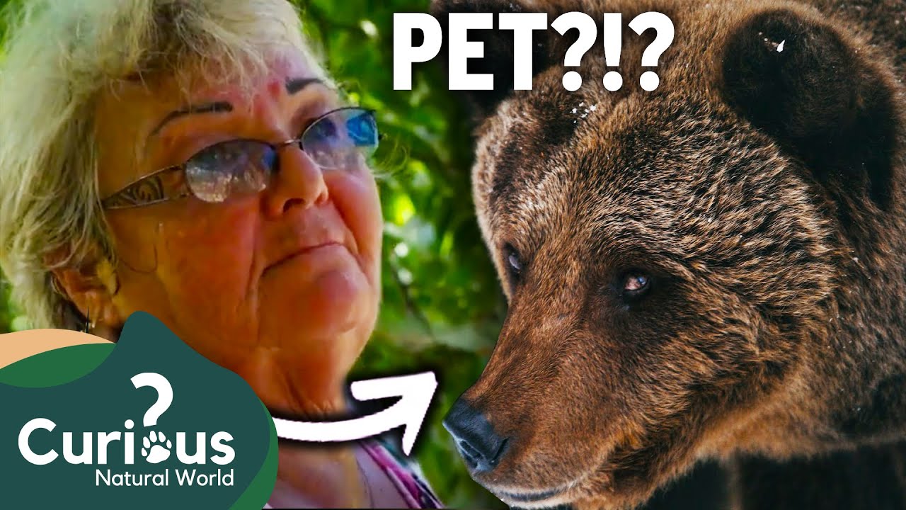 This Woman Has A Grizzly Bear As A PET!?! | Predator Pets | Curious?: Natural World