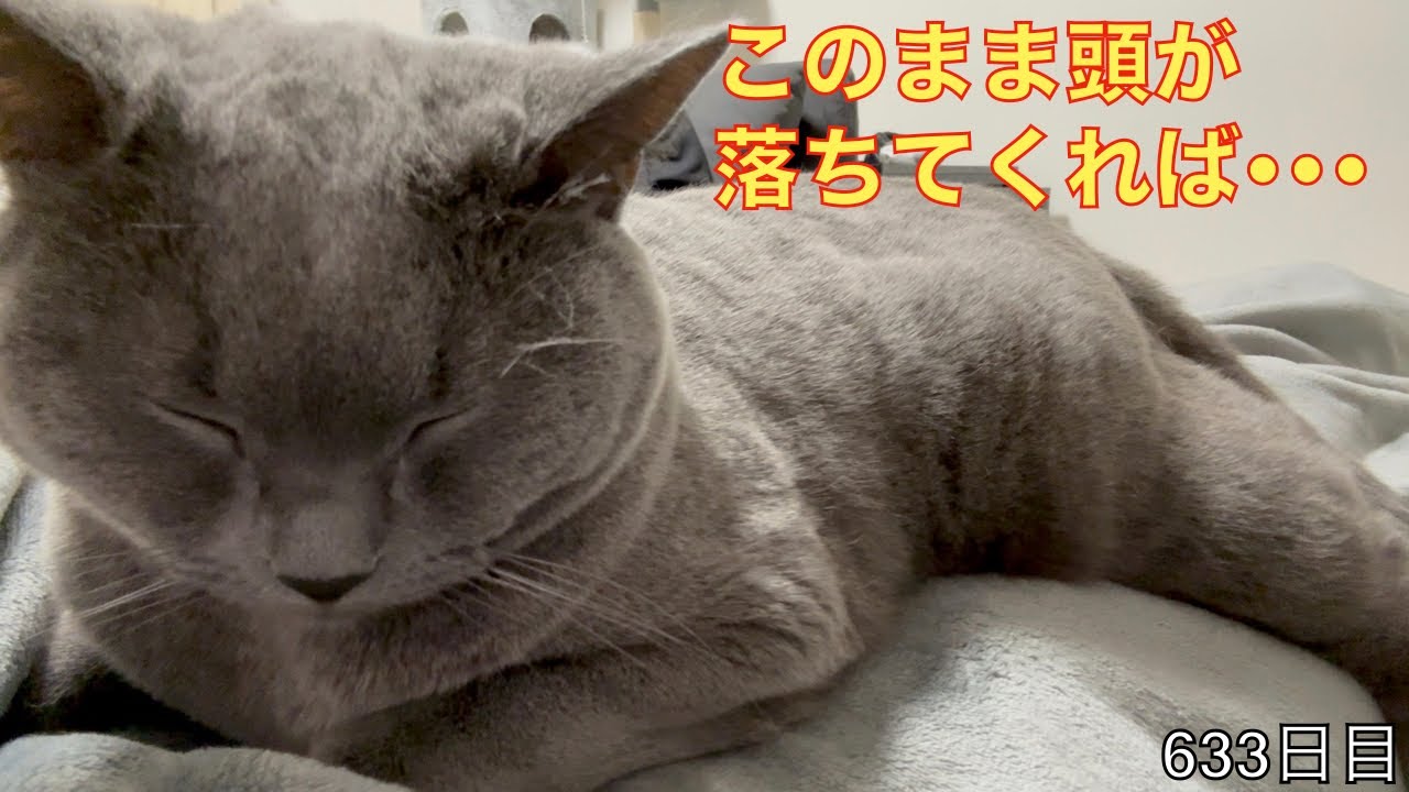 【スコ猫トト君】お腹の上でトト君を眠らせることは出来るのか！！！
