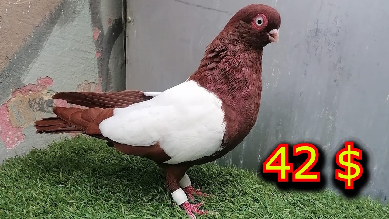 اجمل مستويات طيور حمام الكش مزاد على 15 مخلف