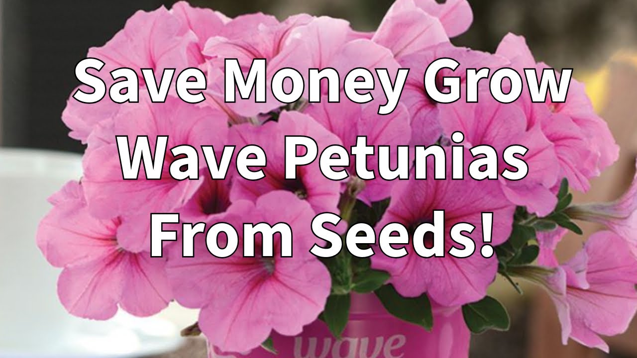 Growing Wave Petunias & FotoFinish Petunias From Seeds| New Exciting Seeds!
