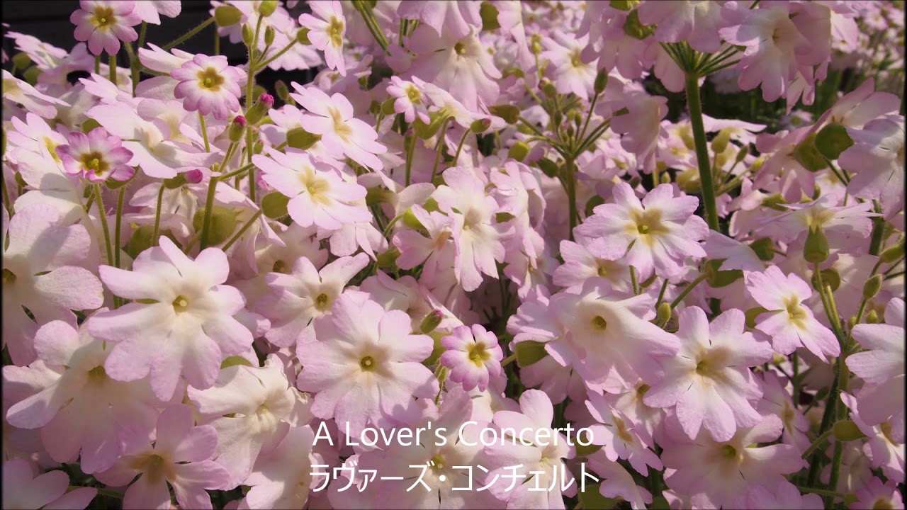 A Lover's Concerto~ラヴァーズ・コンチェルト(サラ・ヴォーン)ピアノソロ