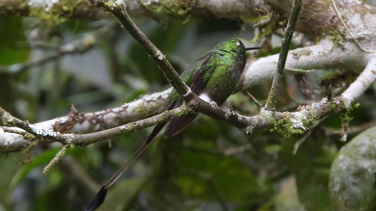 White-booted Racket-tail