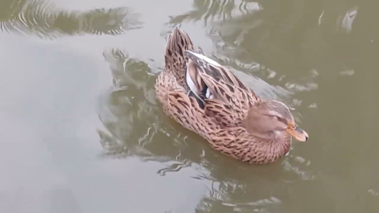 Ducks is  swimming in pond.