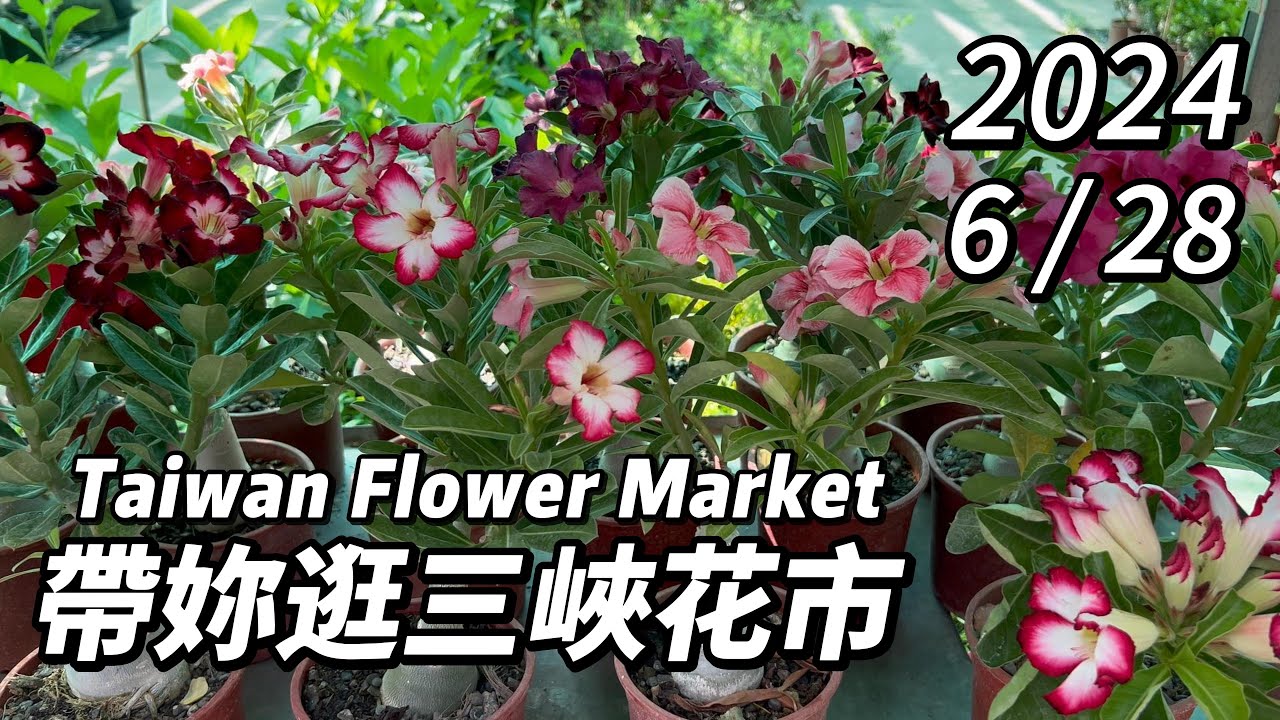 帶妳逛新北三峽花市~週末搶先看!丨2024/6/28丨Taiwan Flower Market 丨