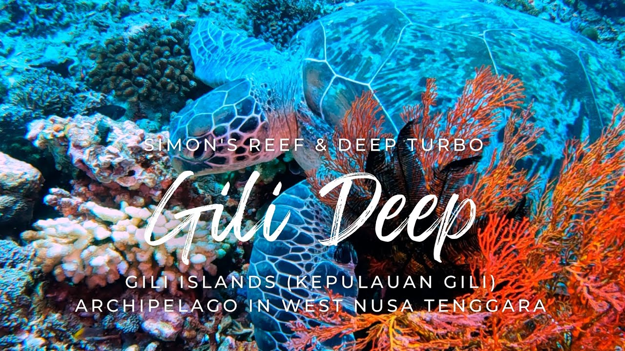 Deep Diving Double Feature: Simon's Reef & Deep Turbo #giliislands #deepdive