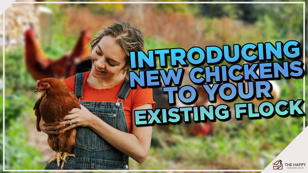 Growing Your Flock? Master the Art of Welcoming New Chickens with Confidence!