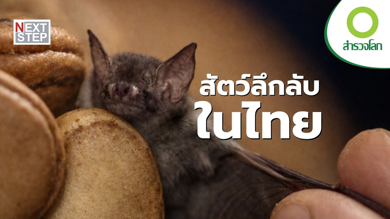 ประเทศไทยซ่อนโลกสัตว์ป่าที่คุณไม่เคยเห็นไว้มากแค่ไหน? | สารคดี สำรวจโลก