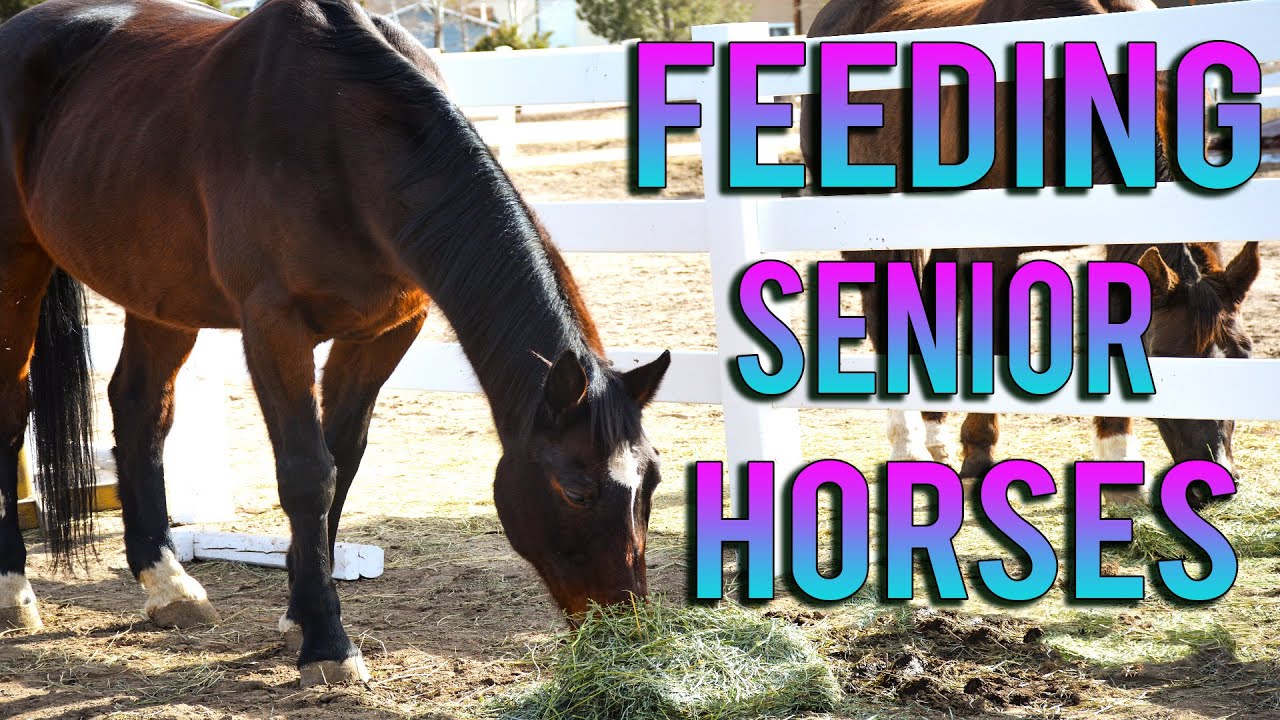 Making Soft and Nutritious Meals For Horses With Dental Problems
