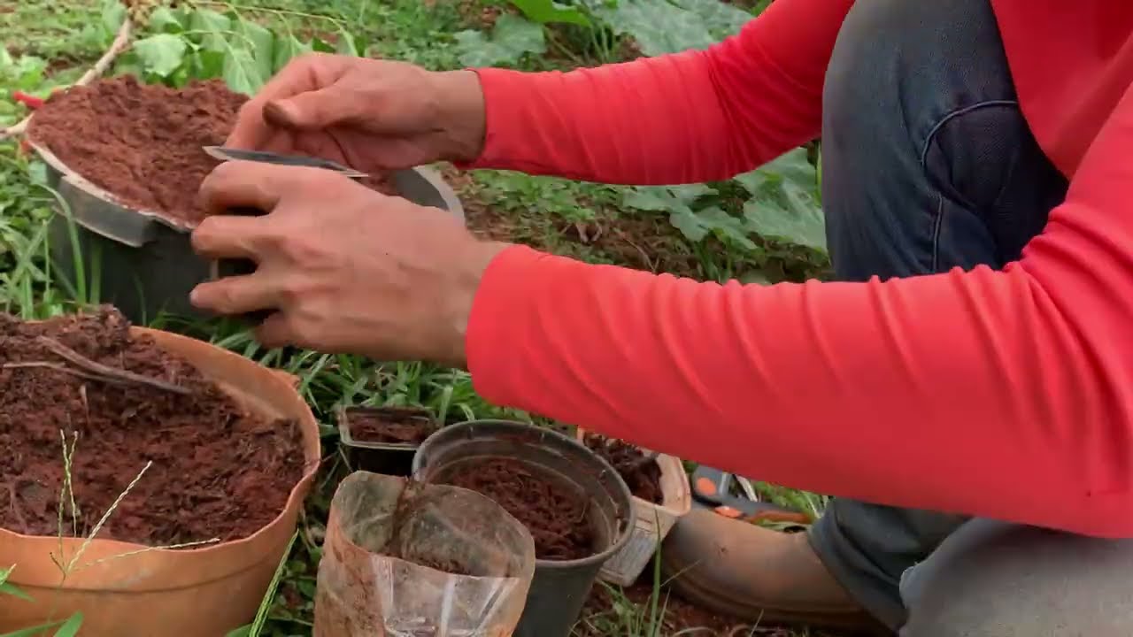 Dia a dia na roca | Fiz mudas de Amora | Cuidando da horta