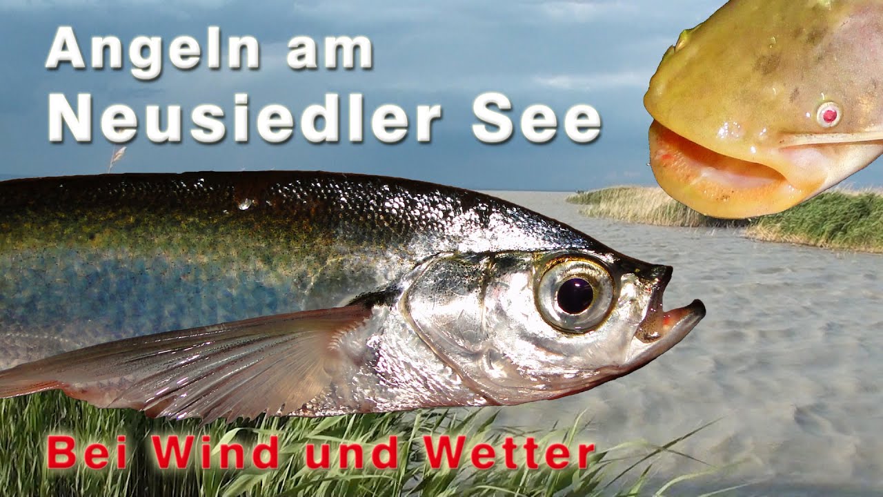 Angeln am Neusiedler See - Fischen bei Wind und Wetter | Juni 2020