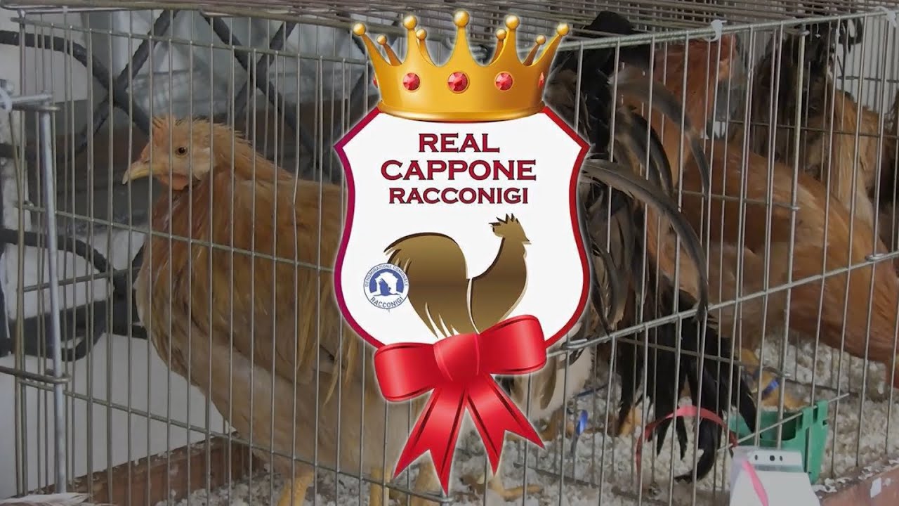Real Cappone di Racconigi: come riconoscerlo e acquistarlo