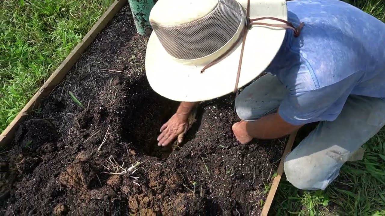 Planting Fig Trees in ground with Bottom Watering system