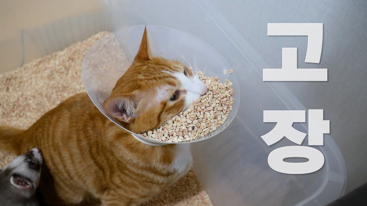 중성화 하고 심각하게 고장난 고양이
