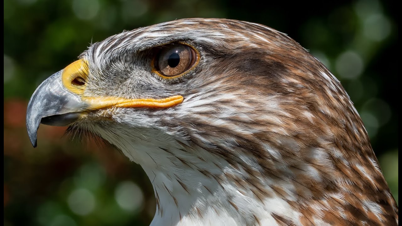 An Introduction to York Bird of Prey Centre