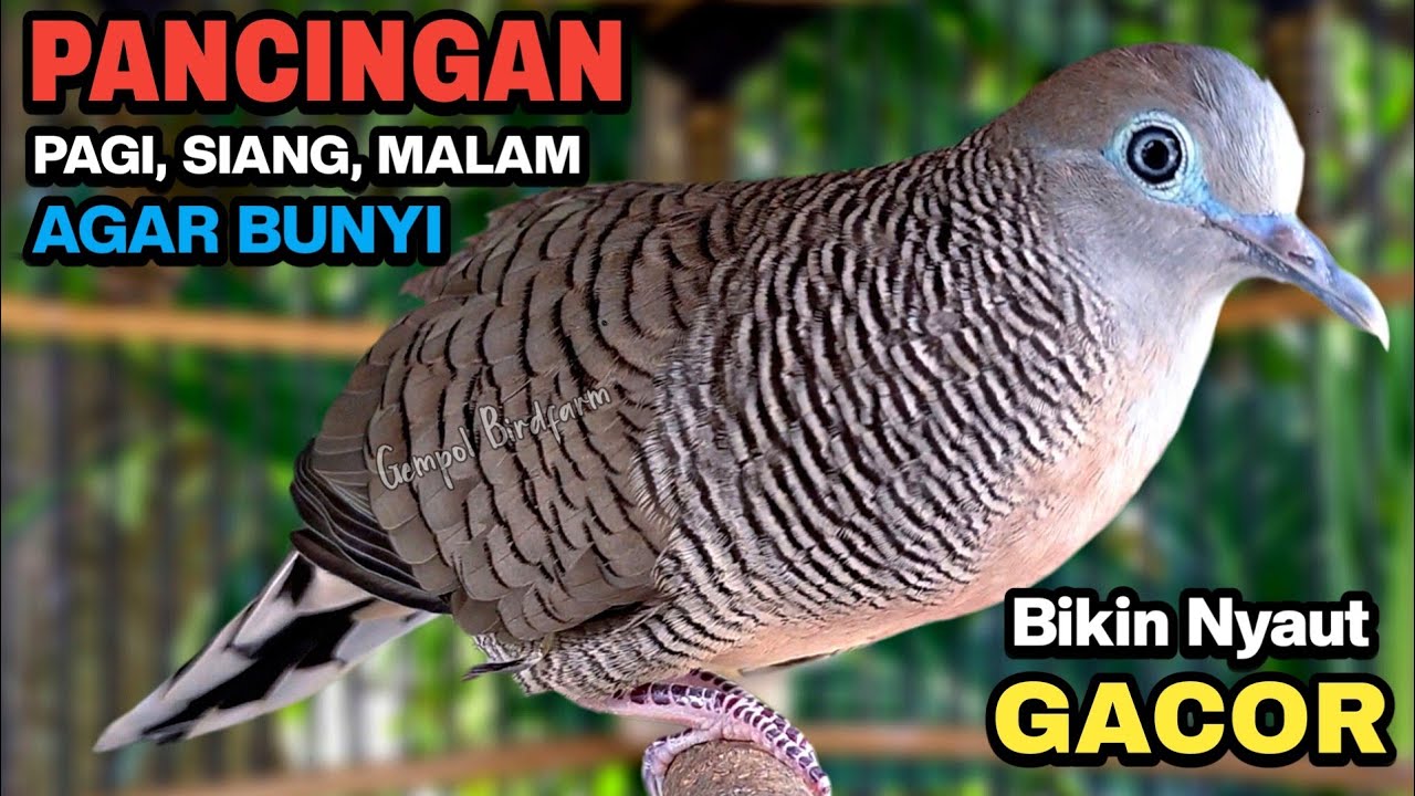 Perkutut Lokal Gacor Suara Besar Pancingan Burung Perkutut Agar Cepat Bunyi.