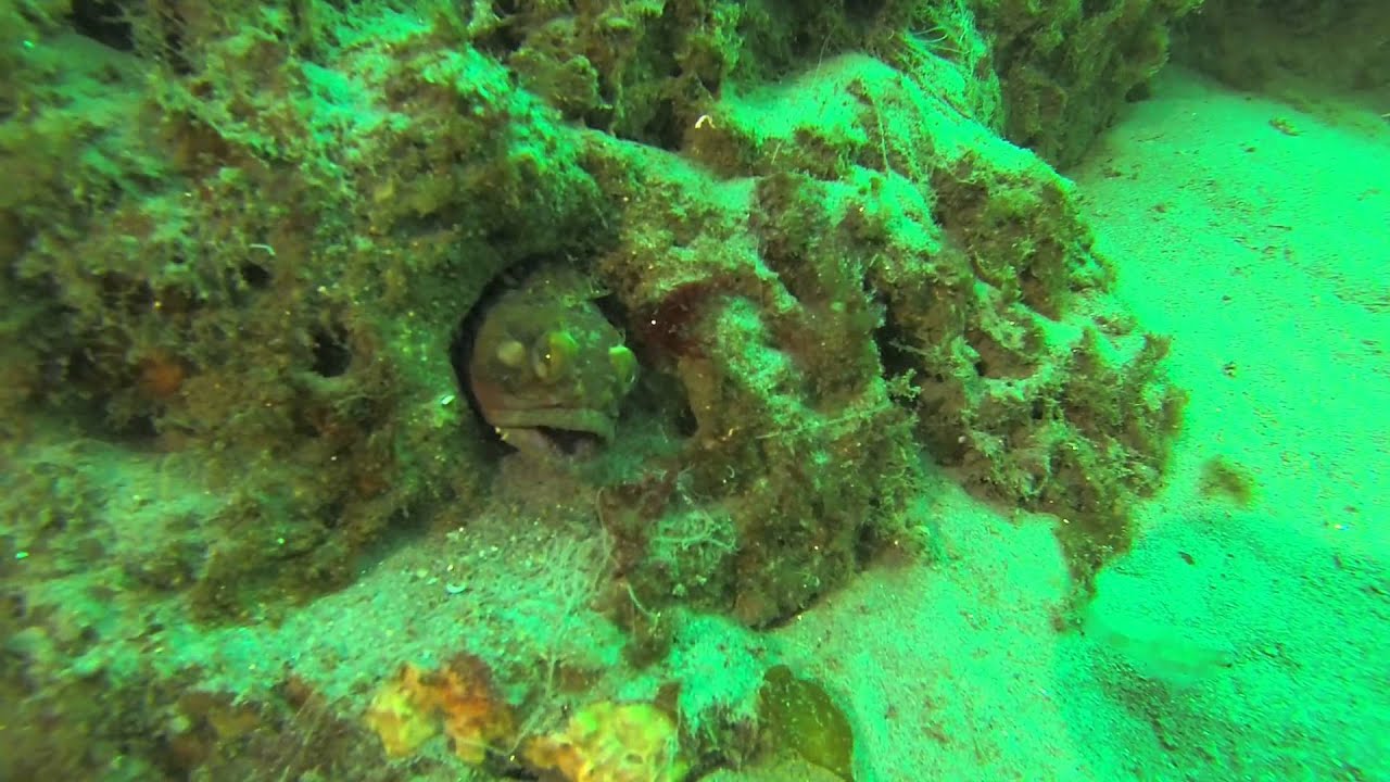 Feisty Sarcastic Fringehead