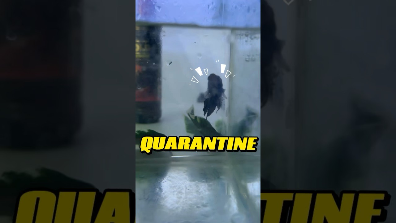 My Betta Fish Got Bloated! 🚨 Quarantine Time! #bettafish #bloating #shorts #aquariumlife