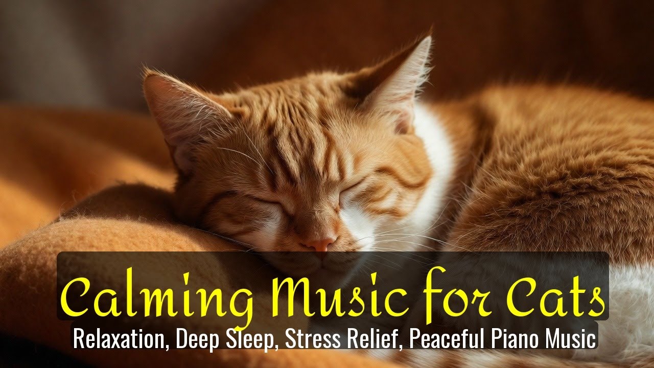 LIVE Cozy Cat Nap for Deep Calm 😴 | Season 22