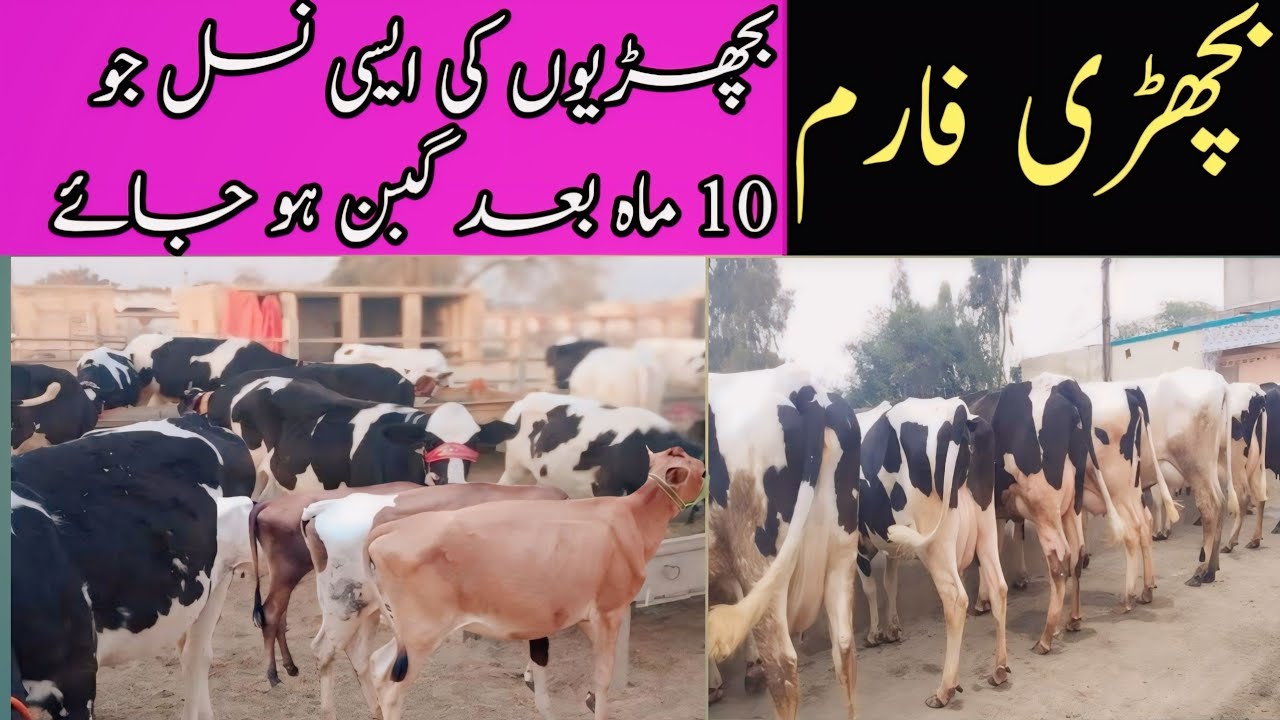 Bachri Farming plan in 10 month preagnt | Bachri Farming | Cow babies farm @Nomi_bachri_farm