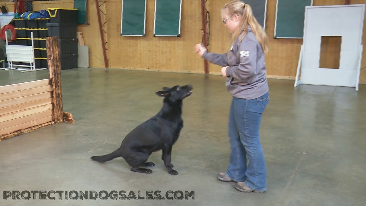 Coral Von Prufenpuden 2 & Half year Old Turn Key Protection Dog great Obedience & Agility
