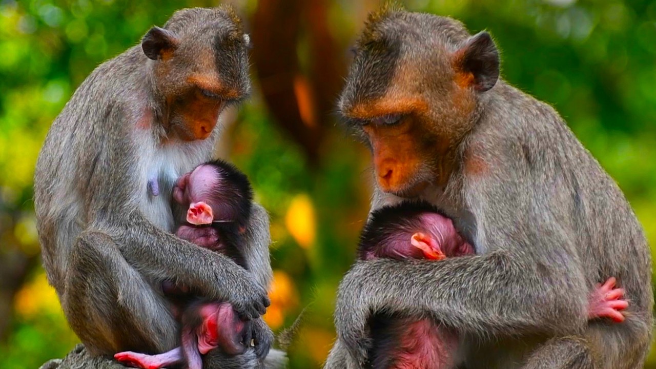 Adorable nice newborn baby monkey wildlife carefully from mom and giving milk