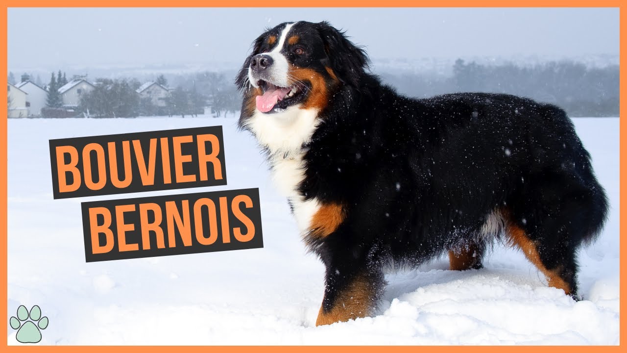 La race de chien Bouvier Bernois